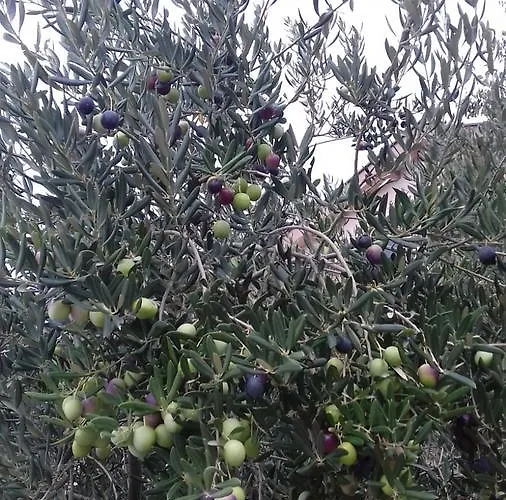 Orkula 마슬레니차